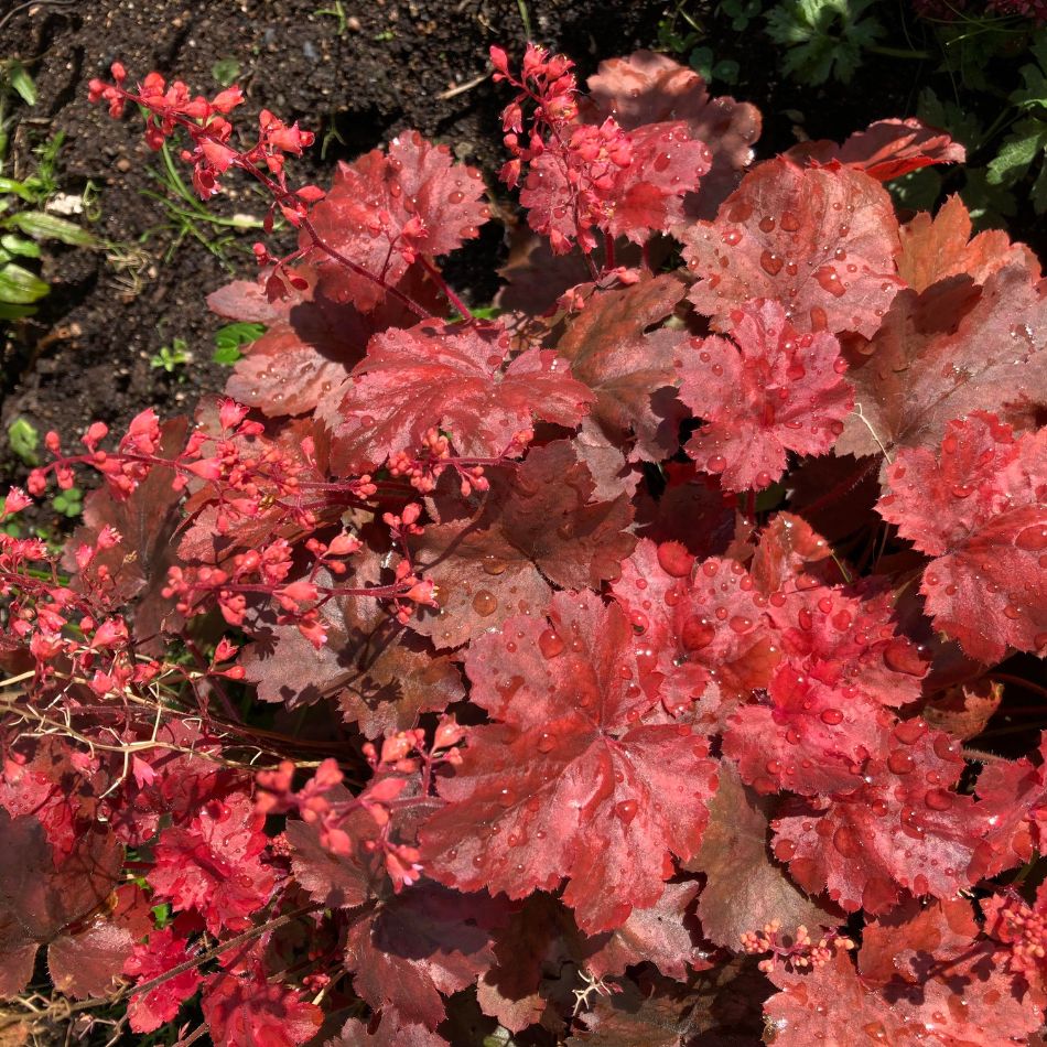 Heuchera ‘Fire Chief’