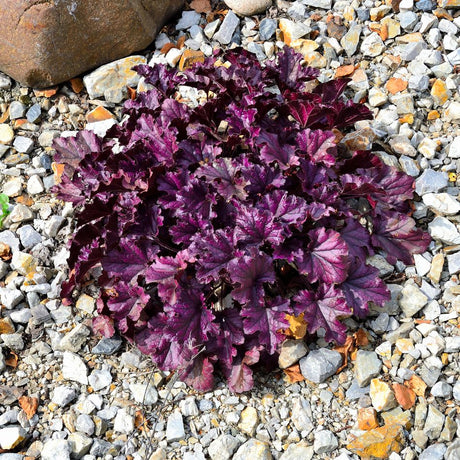 Compact Heuchera ‘Forever Purple’ rosette with glossy dark purple foliage in gravel.