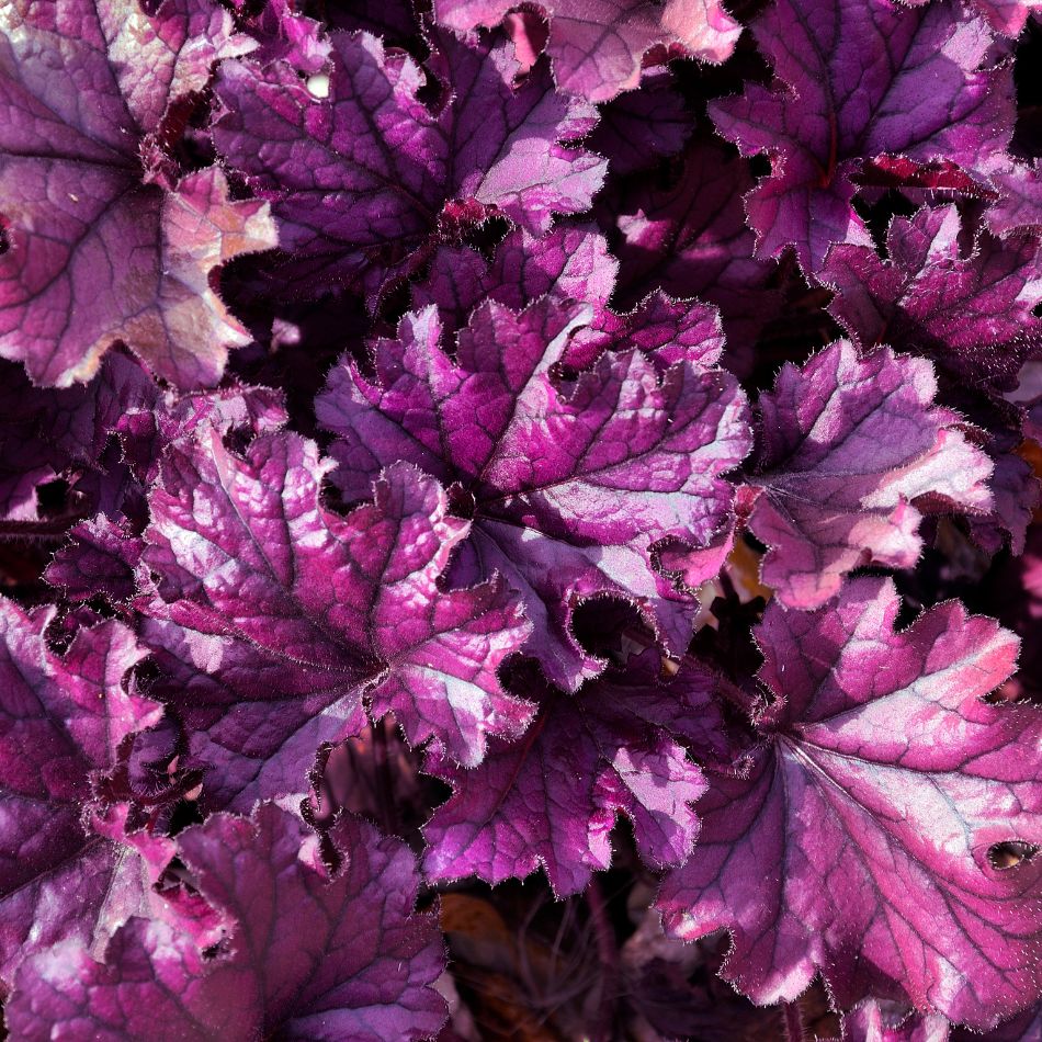 Close-up of deeply ruffled, silver-patterned purple leaves on Heuchera ‘Forever Purple’.