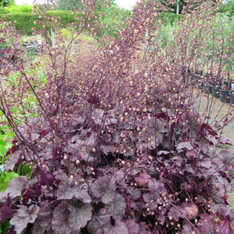 Large Heuchera ‘Palace Purple’ clump with dark burgundy foliage in a garden bed.