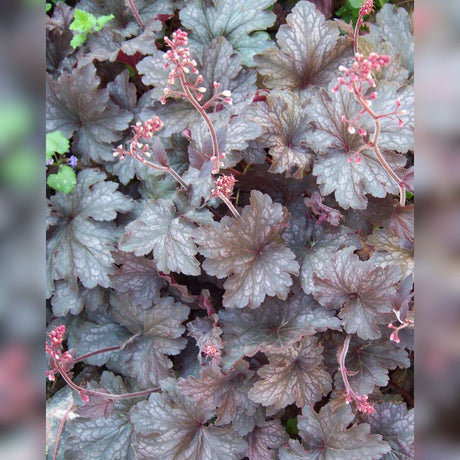 Heuchera ‘Palace Purple’