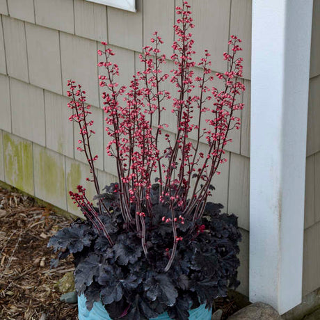 Heuchera ‘Timeless Night’