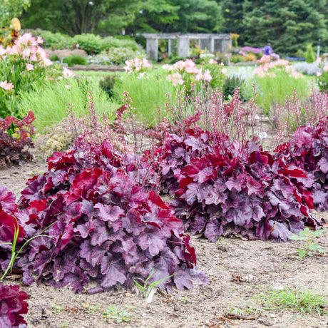 Heuchera ‘Wild Rose’