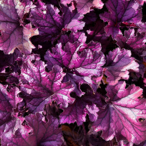 Heuchera ‘Forever Purple’