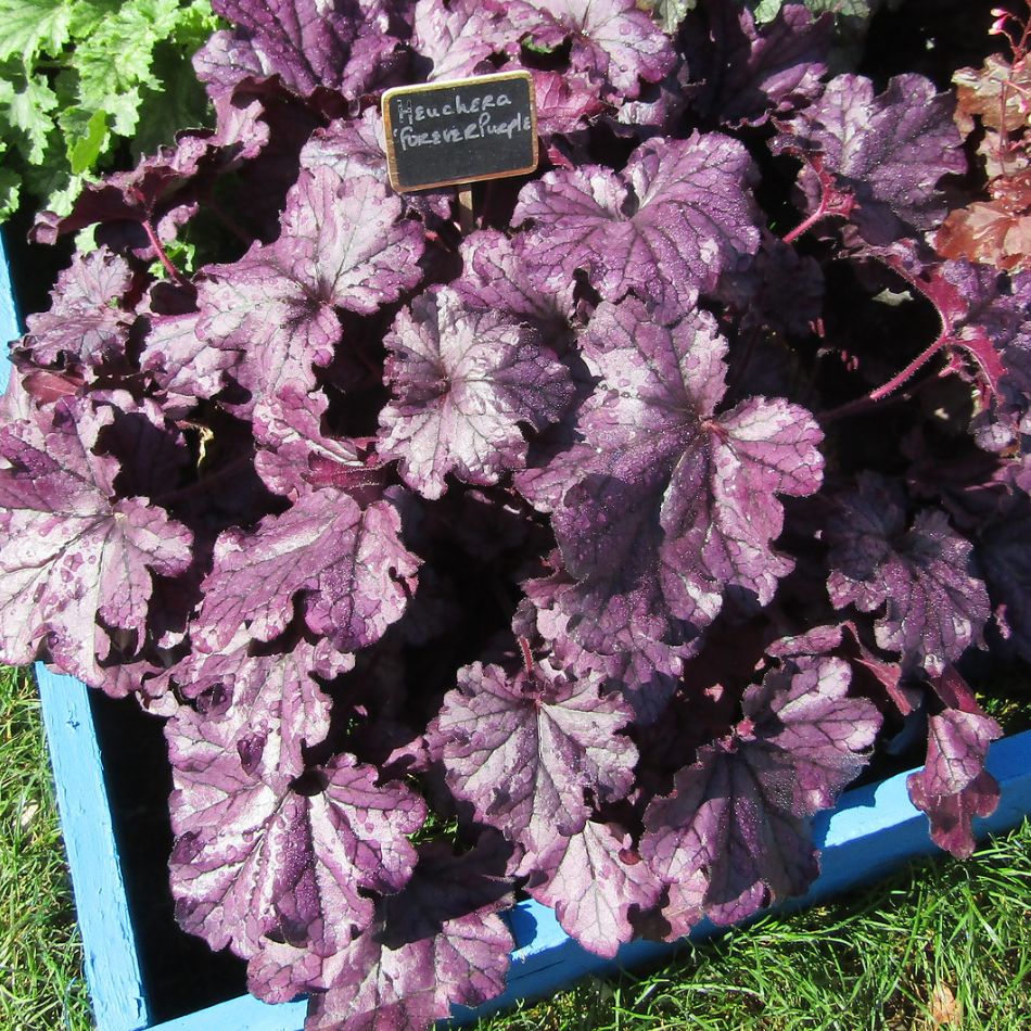 Heuchera ‘Forever Purple’