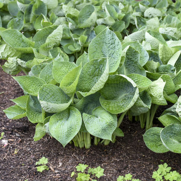 Hosta ‘Abiqua Drinking Gourd’