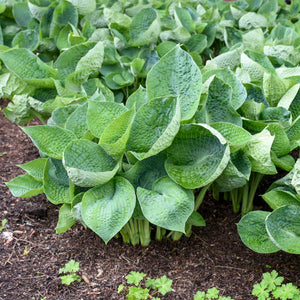 Hosta ‘Abiqua Drinking Gourd’