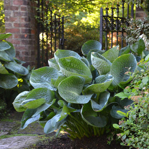 Hosta ‘Abiqua Drinking Gourd’