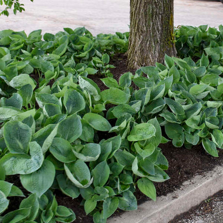 Hosta ‘Abiqua Drinking Gourd’