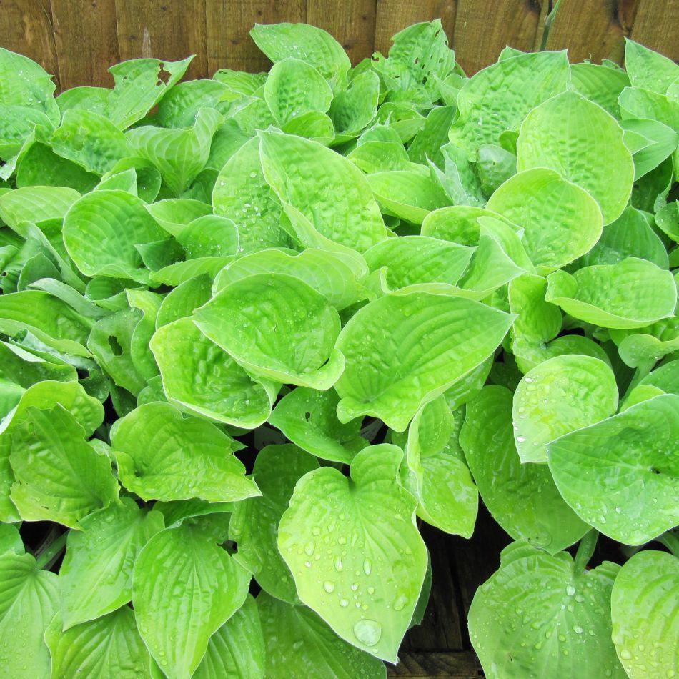 Hosta ‘August Moon’