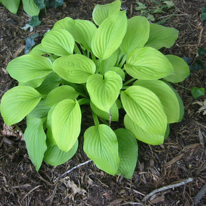 Hosta ‘August Moon’