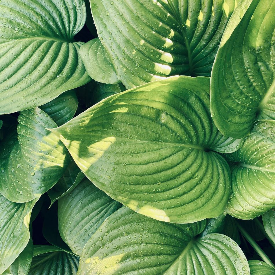 Hosta ‘August Moon’