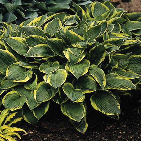 Dense close-up of dark green Hosta ‘Aureomarginata’ leaves with narrow yellow margins.