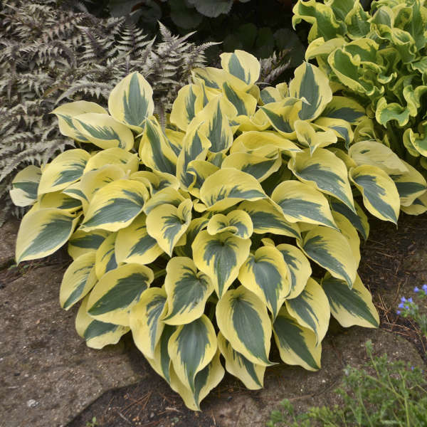 Hosta ‘Autumn Frost’