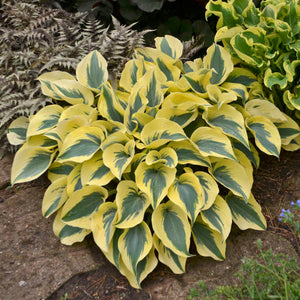 Hosta ‘Autumn Frost’