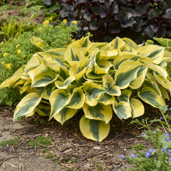 Hosta ‘Autumn Frost’