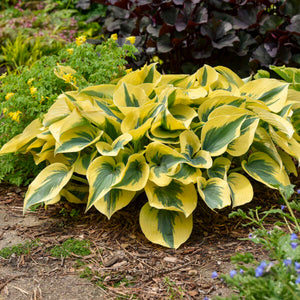 Hosta ‘Autumn Frost’