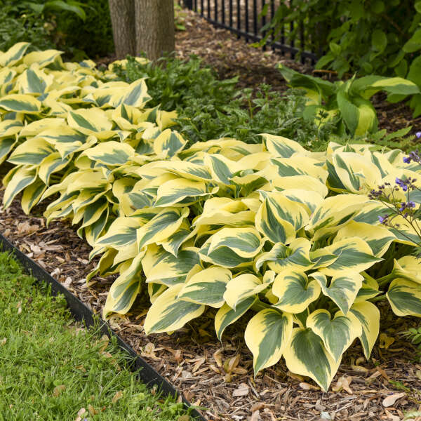Hosta ‘Autumn Frost’