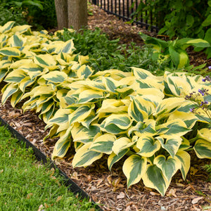 Hosta ‘Autumn Frost’