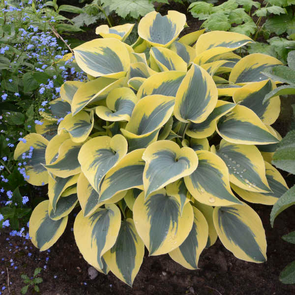 Hosta ‘Autumn Frost’