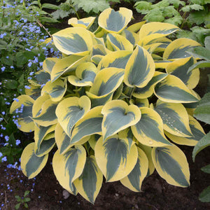 Hosta ‘Autumn Frost’