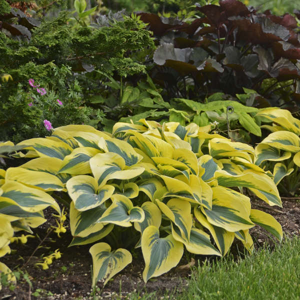 Hosta ‘Autumn Frost’
