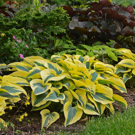 Hosta ‘Autumn Frost’