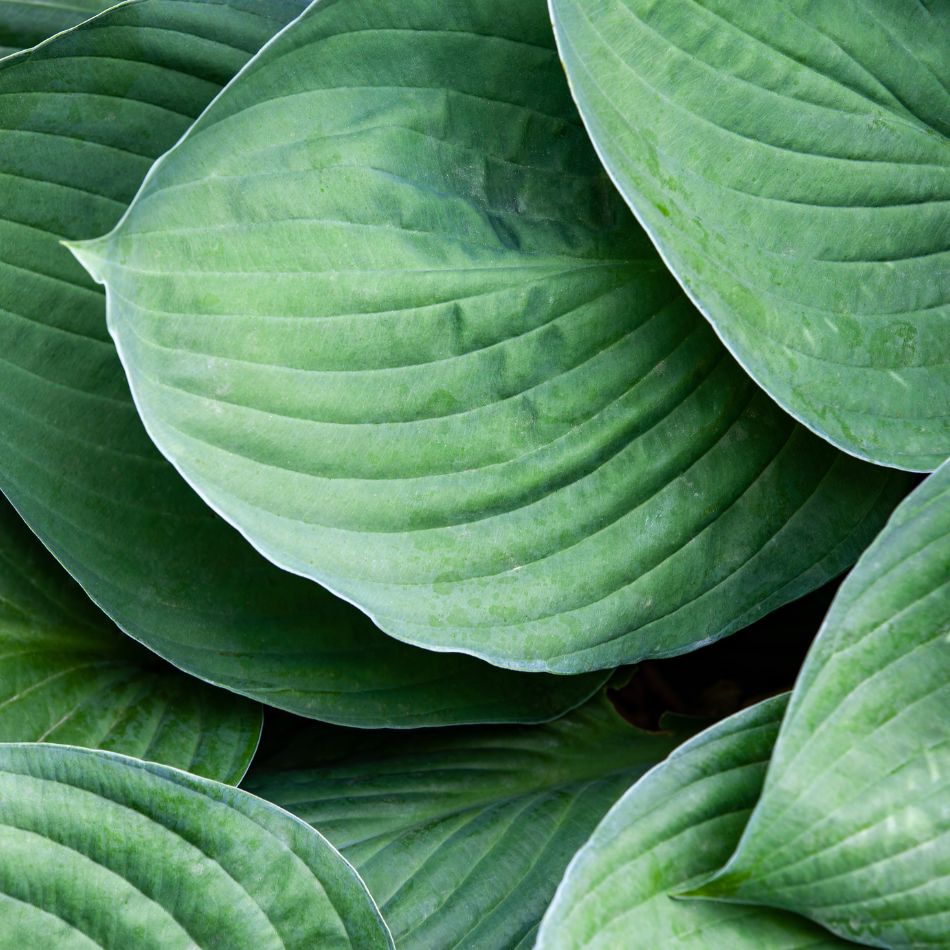 Hosta ‘Big Daddy’