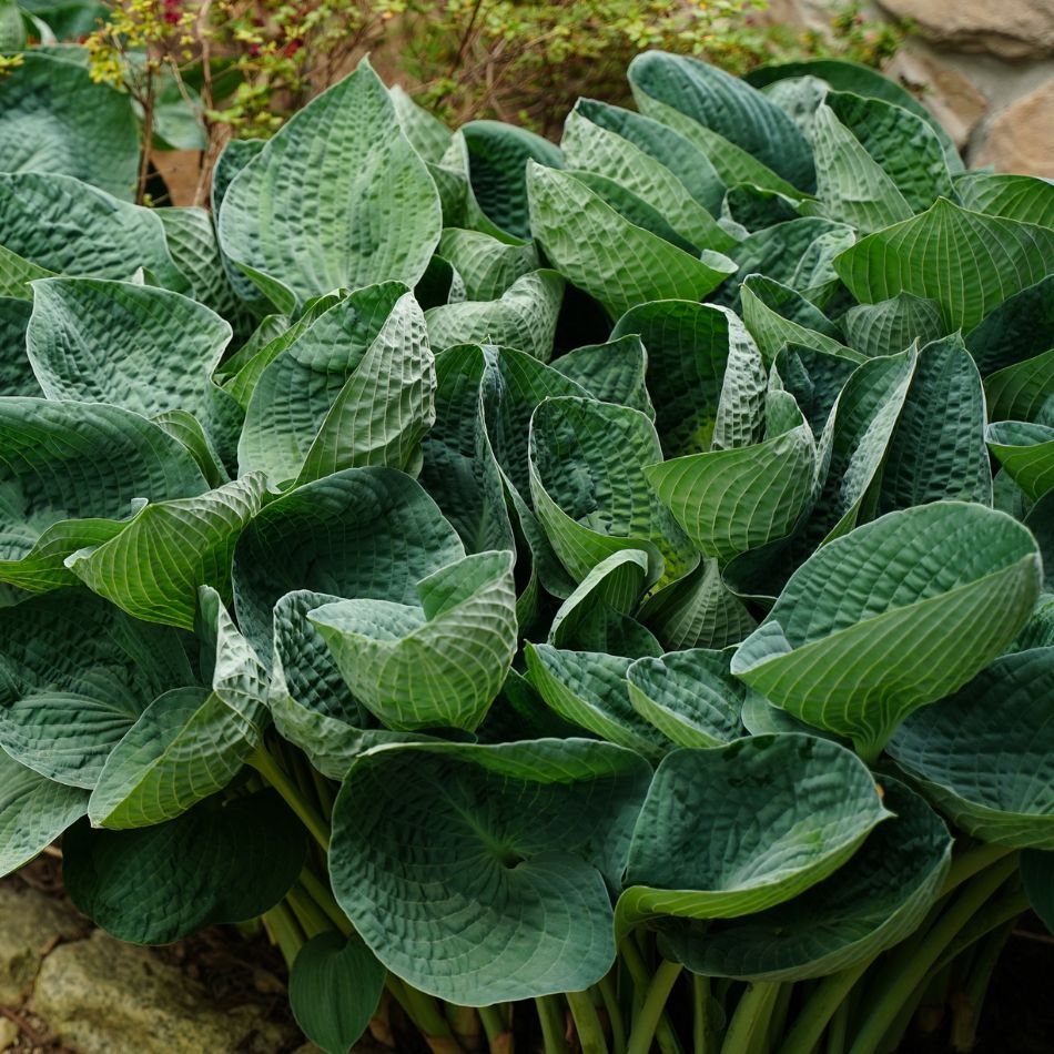 Hosta ‘Big Daddy’