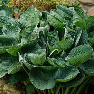 Hosta ‘Big Daddy’