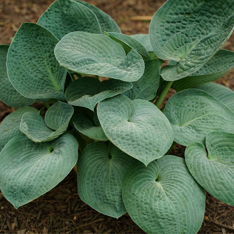 Hosta ‘Big Daddy’