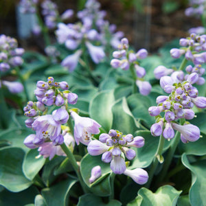 Hosta ‘Blue Mouse Ears’