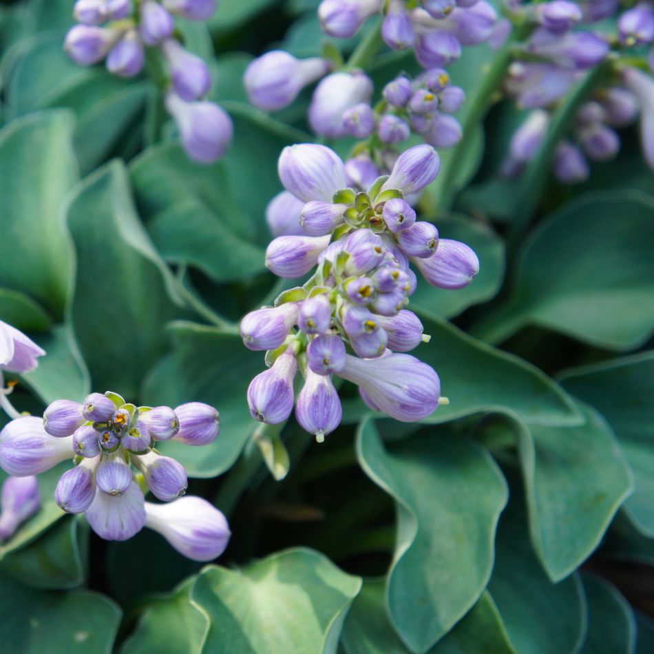 Hosta ‘Blue Mouse Ears’