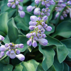 Hosta ‘Blue Mouse Ears’