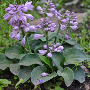 Hosta ‘Blue Mouse Ears’