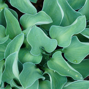 Hosta ‘Blue Mouse Ears’