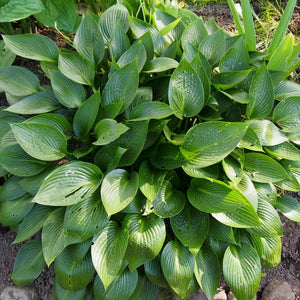 Hosta ‘Devon Green’