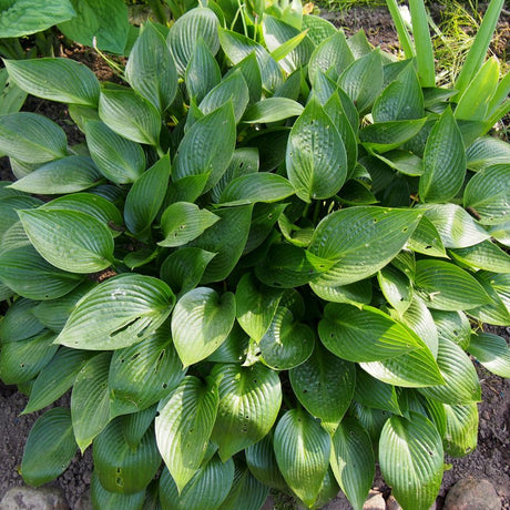 Hosta ‘Devon Green’