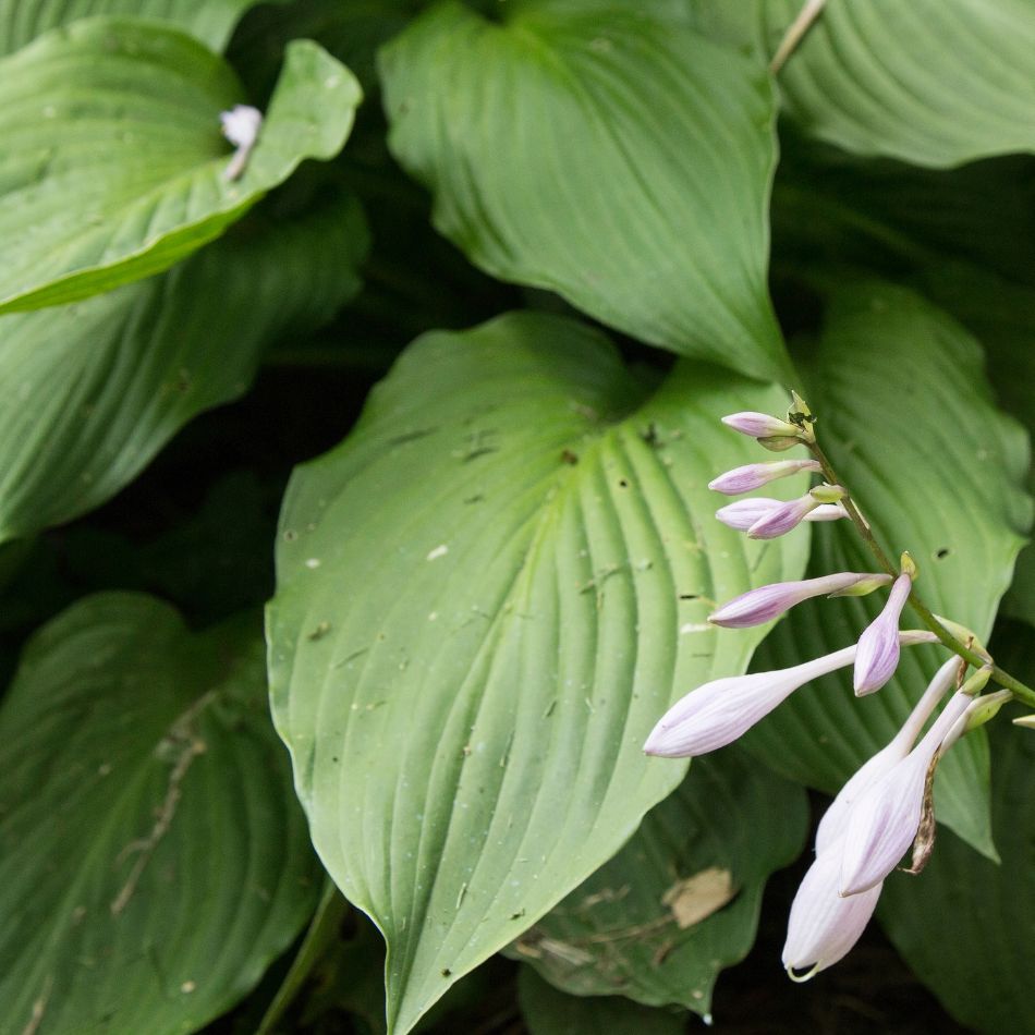 Pale lavender buds hanging beside the glossy dark green leaves of Hosta ‘Devon Green’.