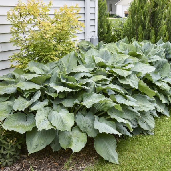Hosta ‘Diamond Lake’