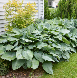 Hosta ‘Diamond Lake’