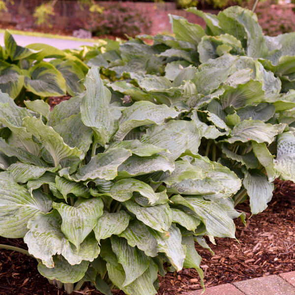 Hosta ‘Diamond Lake’