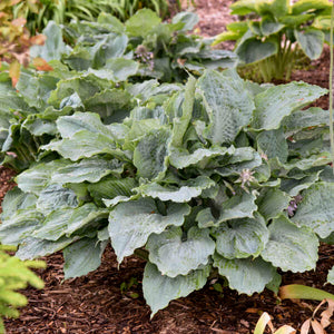 Hosta ‘Diamond Lake’