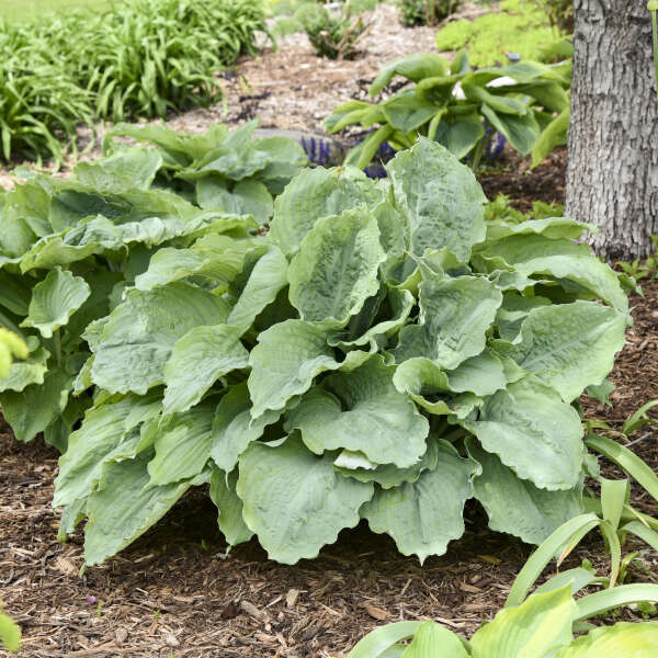 Hosta ‘Diamond Lake’