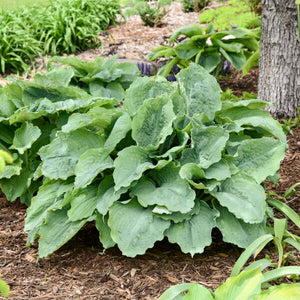 Hosta ‘Diamond Lake’