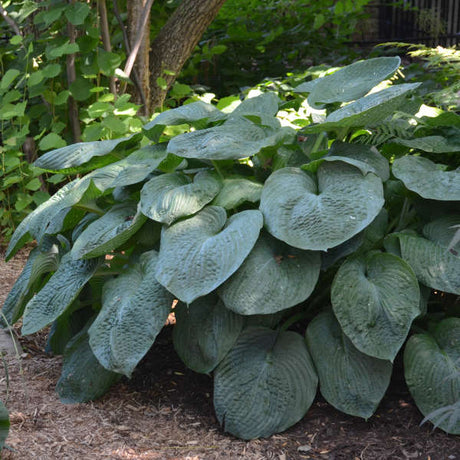 Massive Hosta ‘Elegans’ mound with broad, heavily puckered blue-grey leaves.