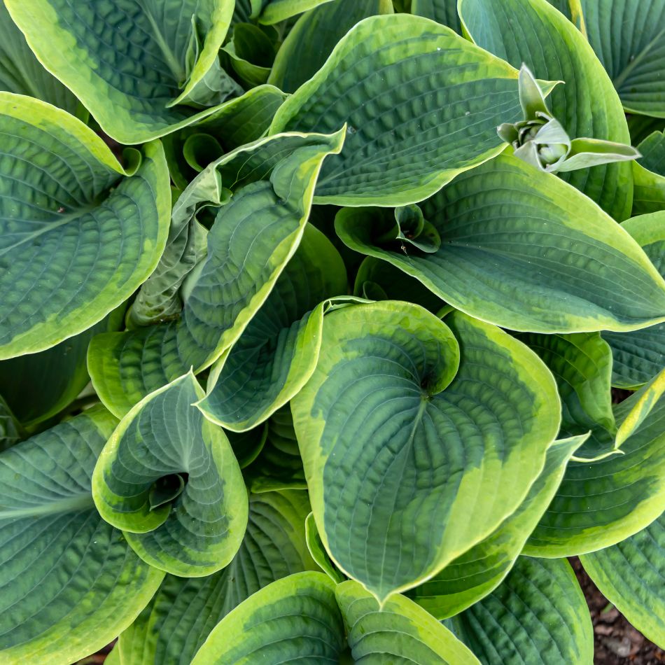 Hosta ‘Frances Williams’