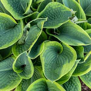 Hosta ‘Frances Williams’