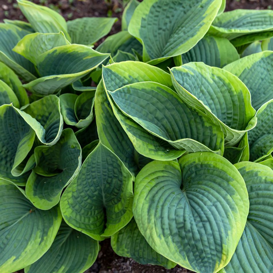 Hosta ‘Frances Williams’
