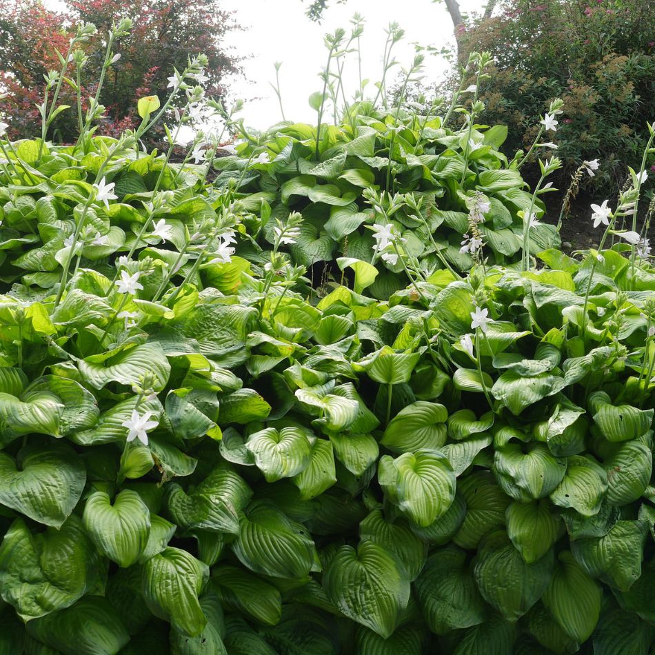 Hosta ‘Guacamole’